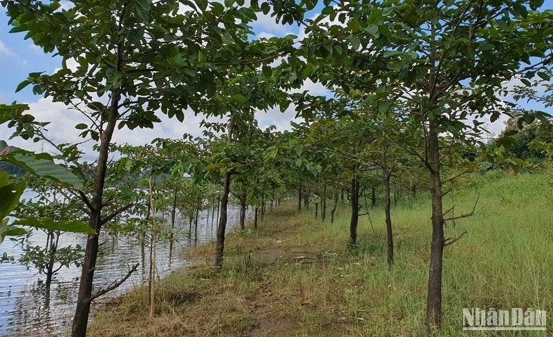 Phát huy nguồn tiền dịch vụ môi trường rừng Đắk Nông