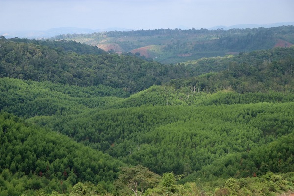 Triển khai thực hiện công tác trồng rừng thay thế
