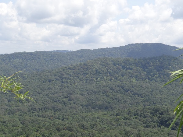 6 tháng đầu năm tổng thu tiền dịch vụ môi trường rừng hơn 27,2 tỷ đồng