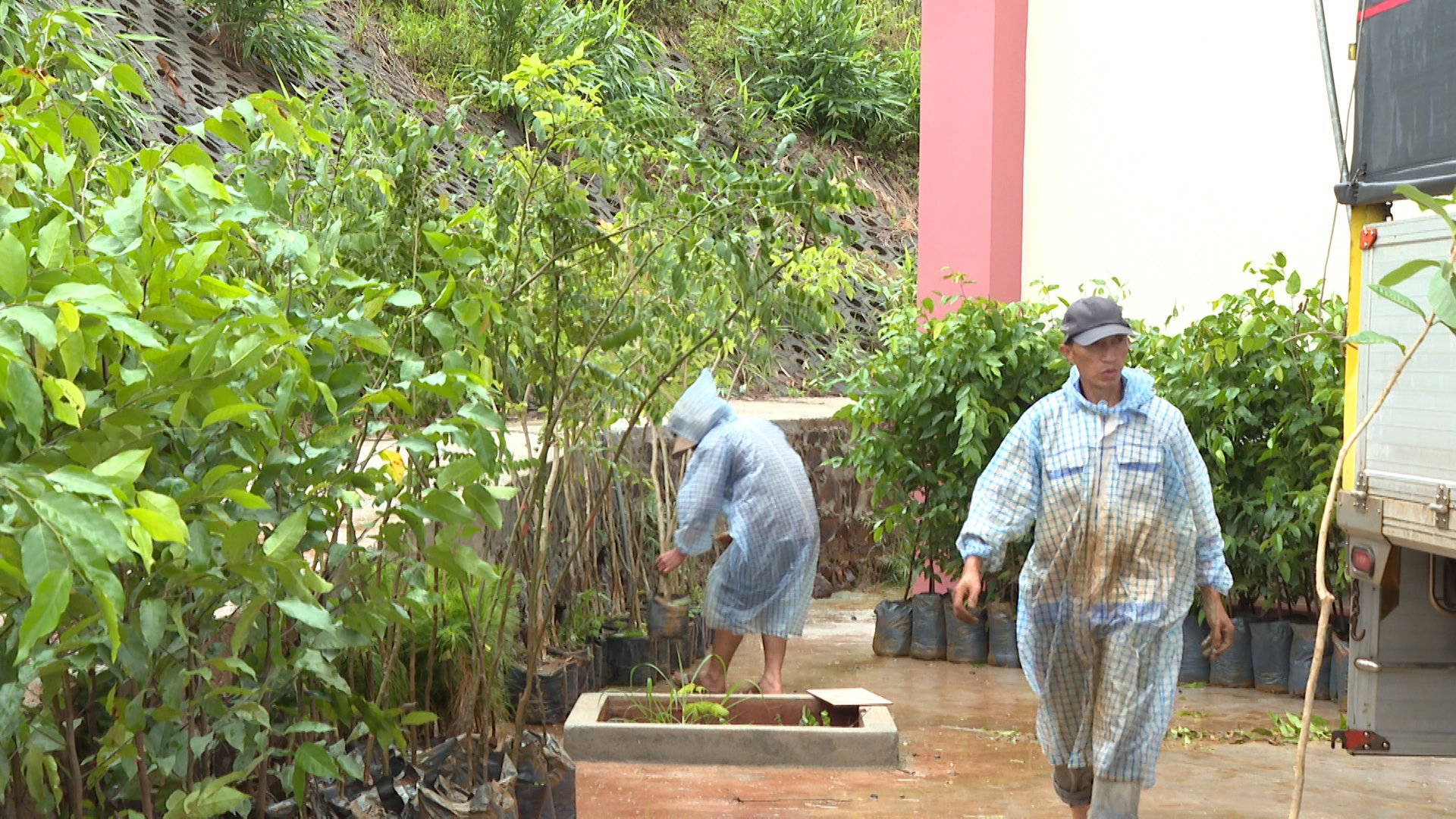 Bàn giao cây trồng cho các đơn vị thực hiện Tết trồng cây